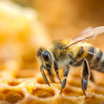 Bee Heaven
